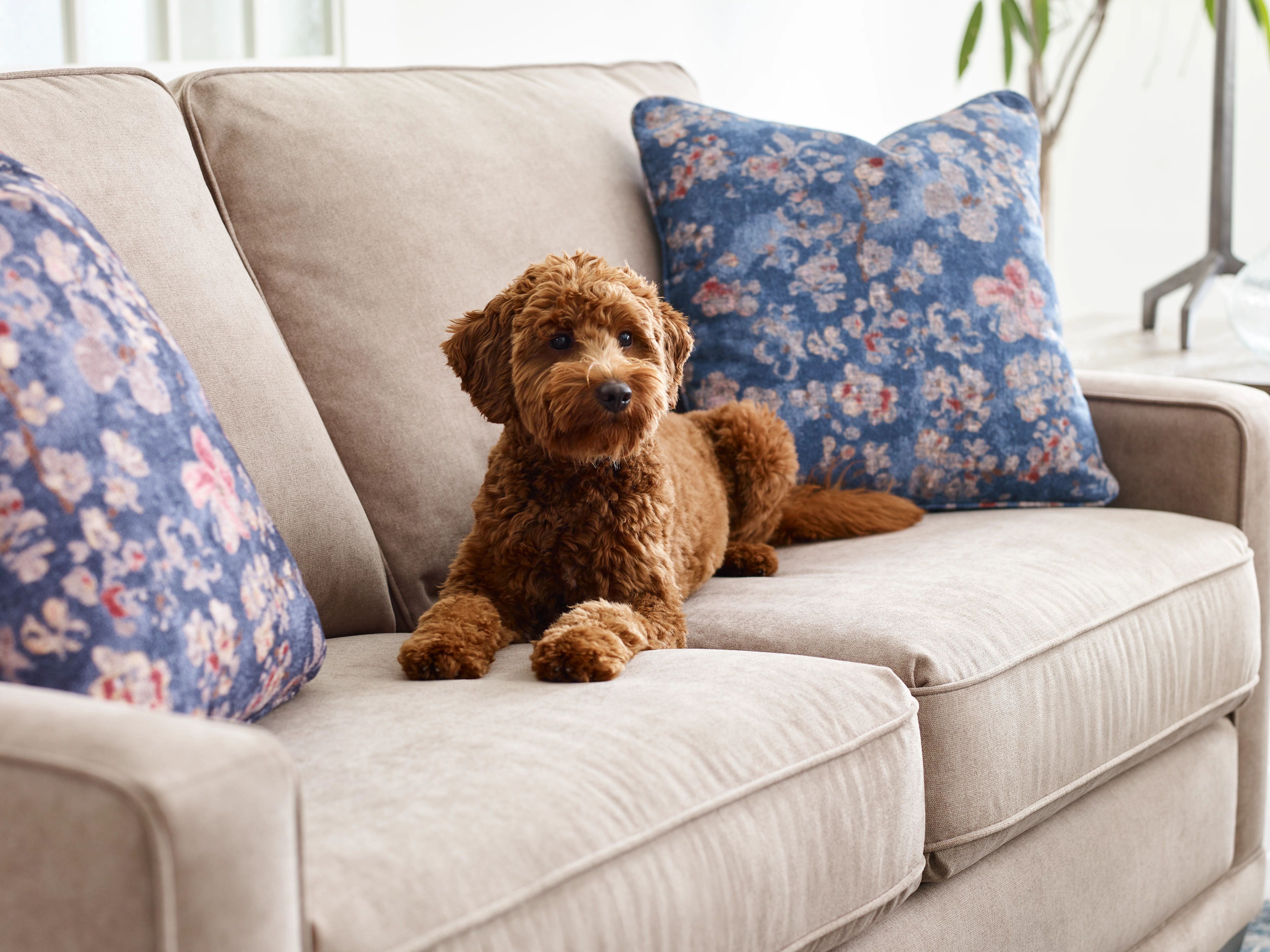 A Full Review of iClean Fabric At La-Z-Boy South Texas